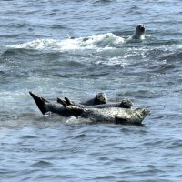 Нерпы на отдыхе :: ИРЭН@ .