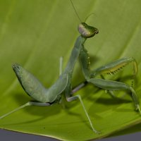 В засаде.. :: Александр Посошенко В засаде.. :: Александр Посошенко