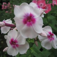 Флокс метельчатый Алёнушка :: Дмитрий Никитин