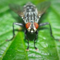 A fly on a leaf | 8 :: Sergey Sonvar