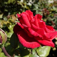 Роза красная,ты прекрасная! ... :: Галина 