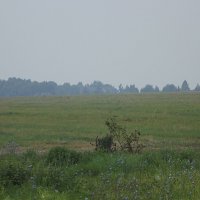 В чистом поле... :: Freddy 97