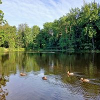 Утки на лесном озере. :: Лия ☼ Утки на лесном озере. :: Лия ☼