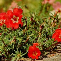 О красоте природы...2 :: Николай Саржанов