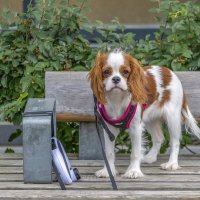 Не  пустили в магазин :: Валерий Иванович