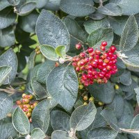 Калина гордовина :: Валерий Иванович Калина гордовина :: Валерий Иванович