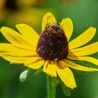 *** :: Виктор Иванович Чернюк