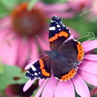 ВДНХ 10 августа :: Михаил Бибичков