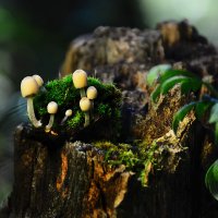 Мини  грибы :: Геннадий Супрун