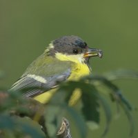 ...первые успехи малыша... :: Andrey Bragin ...первые успехи малыша... :: Andrey Bragin