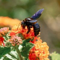 Плотник :: Лилия .