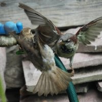 Битва на водопое :: Павел Fotoflash911 Никулочкин Битва на водопое :: Павел Fotoflash911 Никулочкин