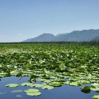 *** :: Марина Виноградова