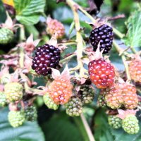 ежевика :: Наталья 