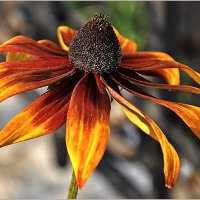 Августовским вечером :: Aquarius - Сергей Августовским вечером :: Aquarius - Сергей