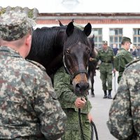 взгляд коня :: Олег Лукьянов