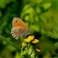 бабочки августа 2 :: Александр Прокудин бабочки августа 2 :: Александр Прокудин