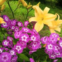 Лилейник и флоксы :: Сапсан 