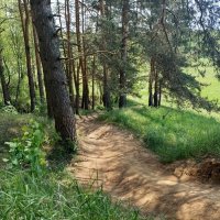 Лесные тропв :: Марина Гранкова