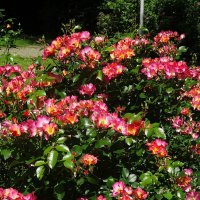 Розы :: Лидия Бусурина Розы :: Лидия Бусурина