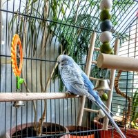 Волнистый попугайчик :: Veera V