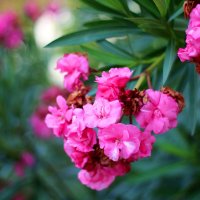 Олеандр :: Андрей Л. В. Олеандр :: Андрей Л. В.