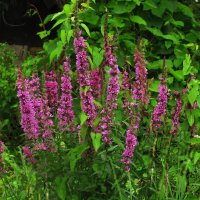 Букет в саду :: Людмила Смородинская