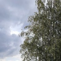 Перед грозой. :: Ольга 