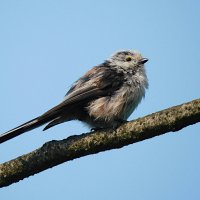 Ополовник :: Лина Ополовник :: Лина