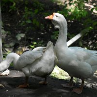 Москва. Сад будущего. :: Наташа *****