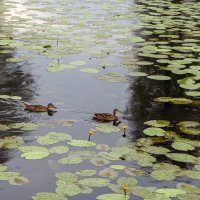 Утки на озере :: Сергей Цветков