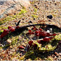 Симпатичные водоросли. :: Валерия Комова