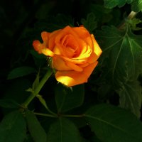 Оранжевая роза  Флорибунда :: Валентин Семчишин