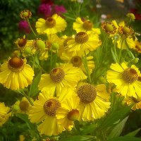 летние цветы :: Елена Семигина