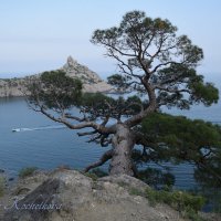 Природа Крыма :: Amazing Cosmea