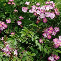 Розы :: Рита Симонова