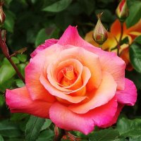 Роза :: Рита Симонова