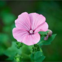 * * * :: Сергей Величко * * * :: Сергей Величко