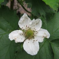 цветёт ежевика дачное :: Елена Шаламова цветёт ежевика дачное :: Елена Шаламова