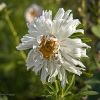 "И всюду жизнь"© :: Владимир Макаров "И всюду жизнь"© :: Владимир Макаров