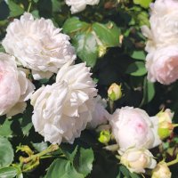 ,,, :: Сергей Тимоновский