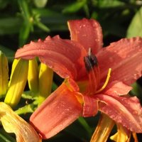 А дождь идёт... :: Freddy 97