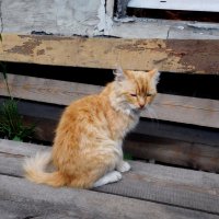 Рыжик :: ирина 