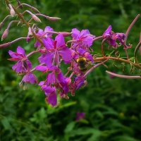 На кипрее :: Наталья Лакомова