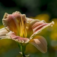 Летнее... :: Sergey (Apg)