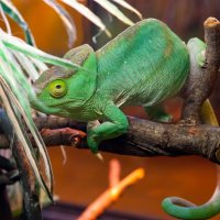 Контактный зоопарк :: Андрей 