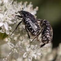 Макро. Жизнь. :: Владимир Колесников