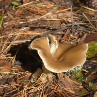 Лесные истории. Грибное. :: Анатолий Пашковский