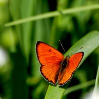 бабочки августа 7 :: Александр Прокудин