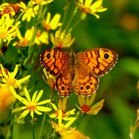 бабочки августа 10 :: Александр Прокудин